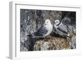 Adult and Juvenile Black-Legged Kittiwakes (Rissa Tridactyla) Nesting Near Stykkishholmur-Michael Nolan-Framed Photographic Print