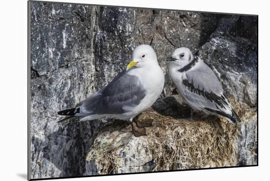 Adult and Juvenile Black-Legged Kittiwakes (Rissa Tridactyla) Nesting Near Stykkishholmur-Michael Nolan-Mounted Photographic Print