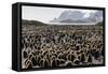 Adult and Juvenile King Penguins (Aptenodytes Patagonicus)-Michael Nolan-Framed Stretched Canvas