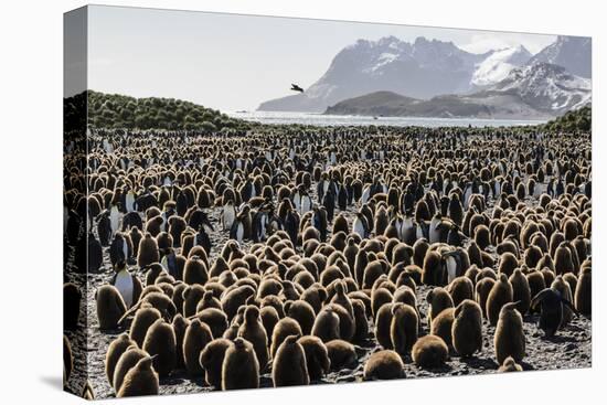 Adult and Juvenile King Penguins (Aptenodytes Patagonicus)-Michael Nolan-Stretched Canvas