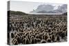 Adult and Juvenile King Penguins (Aptenodytes Patagonicus)-Michael Nolan-Stretched Canvas