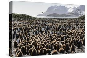 Adult and Juvenile King Penguins (Aptenodytes Patagonicus)-Michael Nolan-Stretched Canvas