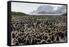 Adult and Juvenile King Penguins (Aptenodytes Patagonicus)-Michael Nolan-Framed Stretched Canvas