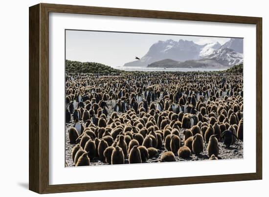 Adult and Juvenile King Penguins (Aptenodytes Patagonicus)-Michael Nolan-Framed Photographic Print