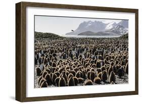 Adult and Juvenile King Penguins (Aptenodytes Patagonicus)-Michael Nolan-Framed Photographic Print