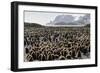 Adult and Juvenile King Penguins (Aptenodytes Patagonicus)-Michael Nolan-Framed Photographic Print