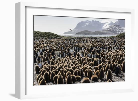 Adult and Juvenile King Penguins (Aptenodytes Patagonicus)-Michael Nolan-Framed Photographic Print