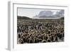 Adult and Juvenile King Penguins (Aptenodytes Patagonicus)-Michael Nolan-Framed Photographic Print