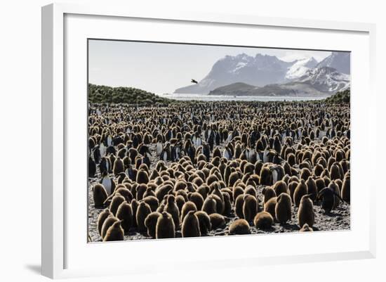 Adult and Juvenile King Penguins (Aptenodytes Patagonicus)-Michael Nolan-Framed Photographic Print