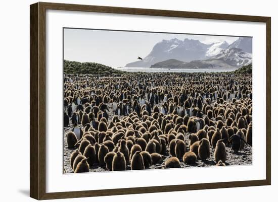 Adult and Juvenile King Penguins (Aptenodytes Patagonicus)-Michael Nolan-Framed Photographic Print