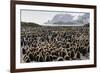 Adult and Juvenile King Penguins (Aptenodytes Patagonicus)-Michael Nolan-Framed Photographic Print