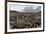 Adult and Juvenile King Penguins (Aptenodytes Patagonicus)-Michael Nolan-Framed Photographic Print