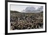 Adult and Juvenile King Penguins (Aptenodytes Patagonicus)-Michael Nolan-Framed Photographic Print