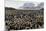 Adult and Juvenile King Penguins (Aptenodytes Patagonicus)-Michael Nolan-Mounted Photographic Print