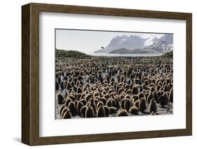 Adult and Juvenile King Penguins (Aptenodytes Patagonicus)-Michael Nolan-Framed Photographic Print