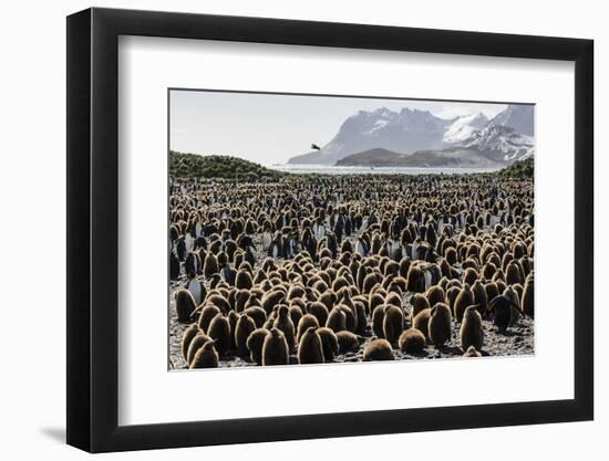 Adult and Juvenile King Penguins (Aptenodytes Patagonicus)-Michael Nolan-Framed Photographic Print