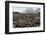 Adult and Juvenile King Penguins (Aptenodytes Patagonicus)-Michael Nolan-Framed Photographic Print