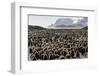 Adult and Juvenile King Penguins (Aptenodytes Patagonicus)-Michael Nolan-Framed Photographic Print