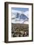 Adult and Juvenile King Penguins (Aptenodytes Patagonicus)-Michael Nolan-Framed Photographic Print