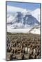 Adult and Juvenile King Penguins (Aptenodytes Patagonicus)-Michael Nolan-Mounted Photographic Print