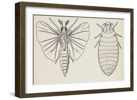 Adult and Larval Stages, Mengenilla Quaesita, Twisted-Wing Parasites (Strepsiptera)-null-Framed Giclee Print