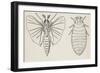 Adult and Larval Stages, Mengenilla Quaesita, Twisted-Wing Parasites (Strepsiptera)-null-Framed Giclee Print