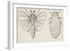 Adult and Larval Stages, Mengenilla Quaesita, Twisted-Wing Parasites (Strepsiptera)-null-Framed Giclee Print