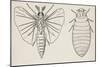 Adult and Larval Stages, Mengenilla Quaesita, Twisted-Wing Parasites (Strepsiptera)-null-Mounted Giclee Print