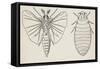 Adult and Larval Stages, Mengenilla Quaesita, Twisted-Wing Parasites (Strepsiptera)-null-Framed Stretched Canvas