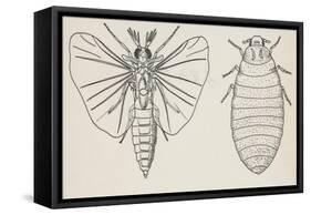 Adult and Larval Stages, Mengenilla Quaesita, Twisted-Wing Parasites (Strepsiptera)-null-Framed Stretched Canvas