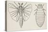 Adult and Larval Stages, Mengenilla Quaesita, Twisted-Wing Parasites (Strepsiptera)-null-Stretched Canvas