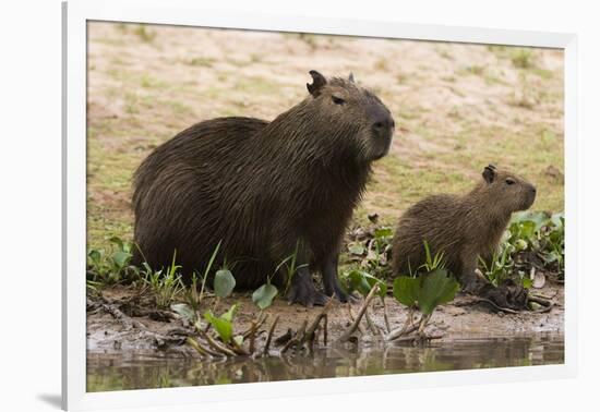 Adult and young capybara (Hydrochaeris hydrochaeris) on Cuiaba River bank, Pantanal, Mato Grosso, B-Sergio Pitamitz-Framed Photographic Print