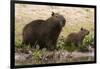 Adult and young capybara (Hydrochaeris hydrochaeris) on Cuiaba River bank, Pantanal, Mato Grosso, B-Sergio Pitamitz-Framed Photographic Print