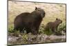 Adult and young capybara (Hydrochaeris hydrochaeris) on Cuiaba River bank, Pantanal, Mato Grosso, B-Sergio Pitamitz-Mounted Photographic Print