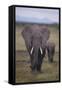 Adult and Young Elephant-DLILLC-Framed Stretched Canvas