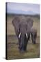 Adult and Young Elephant-DLILLC-Stretched Canvas