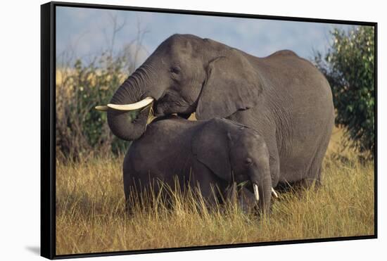 Adult and Young Elephant-DLILLC-Framed Stretched Canvas