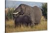 Adult and Young Elephant-DLILLC-Stretched Canvas