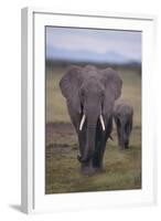 Adult and Young Elephant-DLILLC-Framed Photographic Print