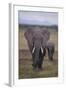 Adult and Young Elephant-DLILLC-Framed Photographic Print