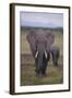 Adult and Young Elephant-DLILLC-Framed Photographic Print