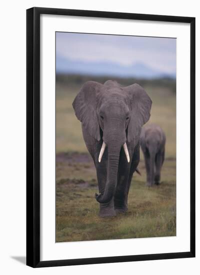 Adult and Young Elephant-DLILLC-Framed Photographic Print