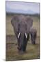Adult and Young Elephant-DLILLC-Mounted Photographic Print