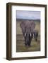 Adult and Young Elephant-DLILLC-Framed Photographic Print