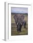 Adult and Young Elephant-DLILLC-Framed Photographic Print