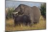 Adult and Young Elephant-DLILLC-Mounted Photographic Print