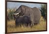 Adult and Young Elephant-DLILLC-Framed Photographic Print