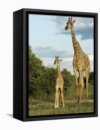 Adult and Young Giraffe Etosha National Park, Namibia, Africa-Ann & Steve Toon-Framed Stretched Canvas