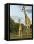 Adult and Young Giraffe Etosha National Park, Namibia, Africa-Ann & Steve Toon-Framed Stretched Canvas