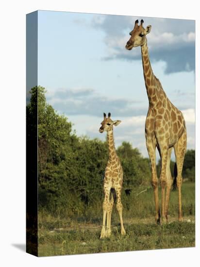 Adult and Young Giraffe Etosha National Park, Namibia, Africa-Ann & Steve Toon-Stretched Canvas